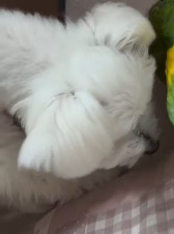 パールちゃんの遊び相手は…