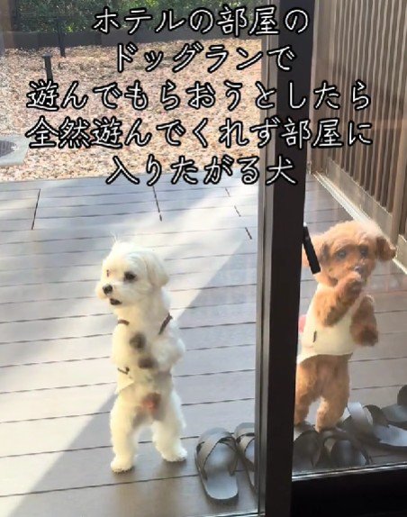 専用のドッグランも♪