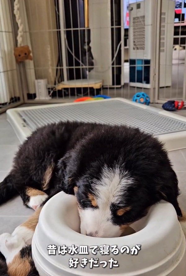 水の器に頭を入れる都ちゃん