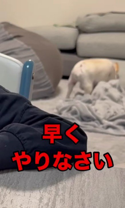 「宿題やりなさい」