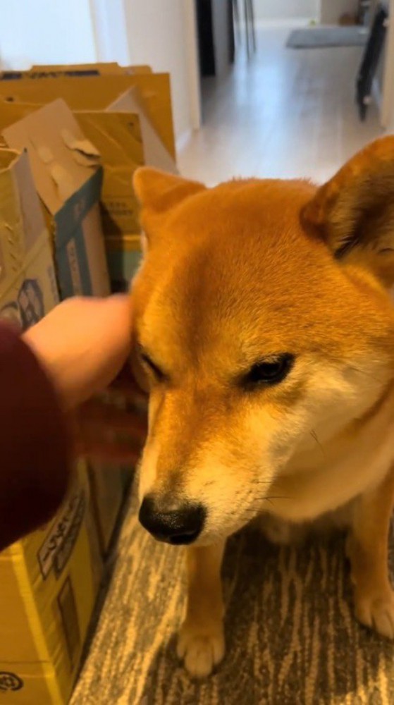 飼い主に顔を撫でてもらう犬