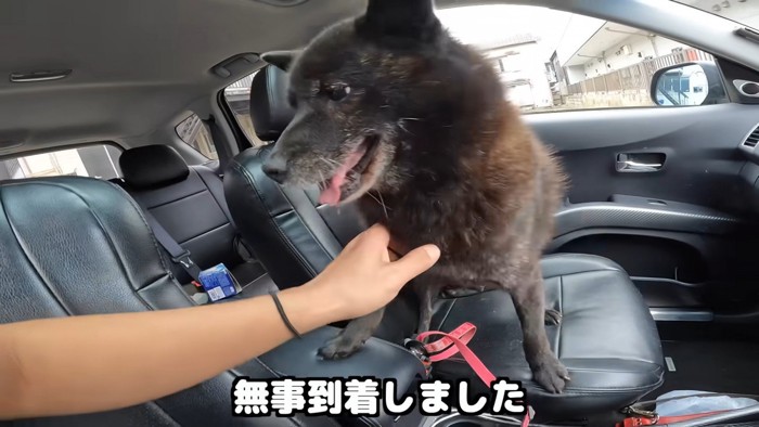 実家に到着すると大興奮！