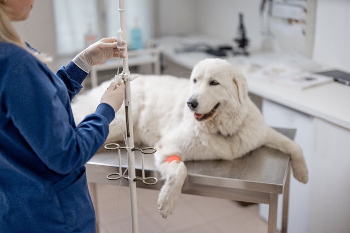 点滴する犬