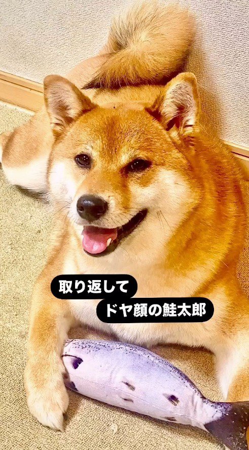 ぬいぐるみの近くで笑顔を浮かべる犬
