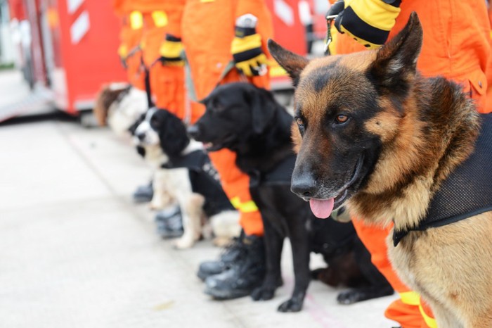 整列する災害救助犬