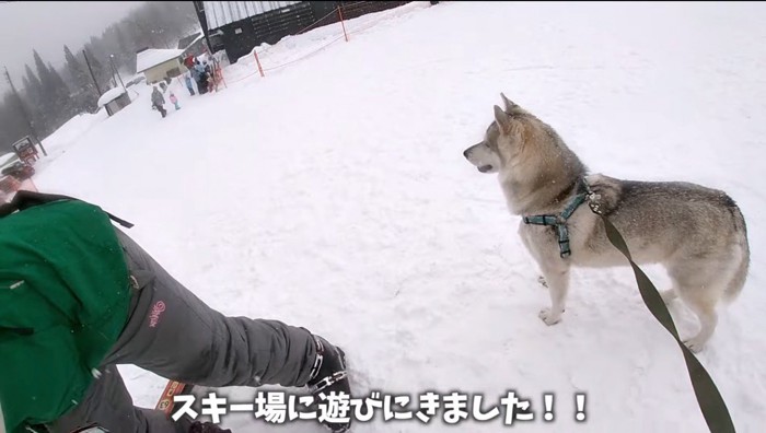 ゲレンデを見まわすハスキー犬