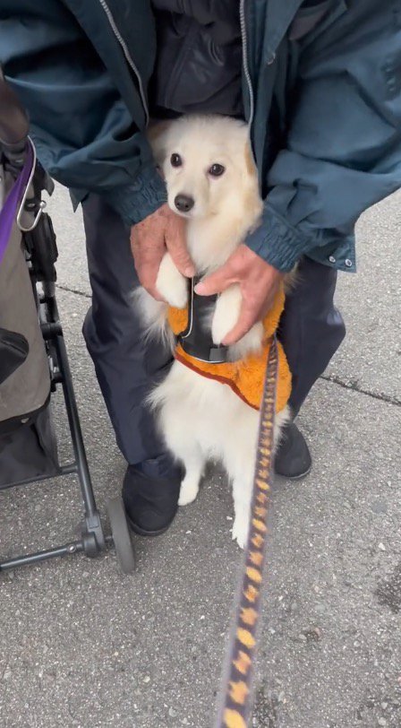 後ろ足で立ち上がって老年男性の足の間に入る犬