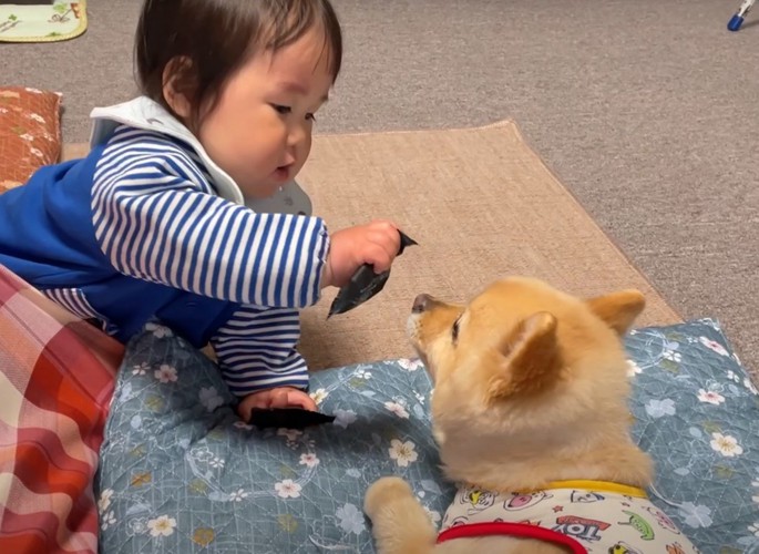 見つめ合う赤ちゃんと犬