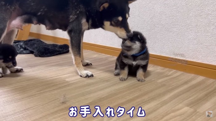 お母さん犬にお手入れされる子犬