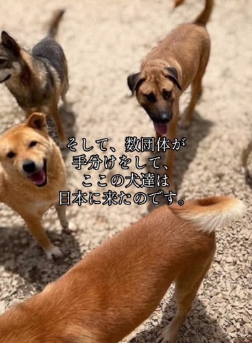 保護された犬たち