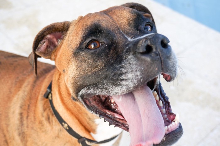 運動した犬の呼吸