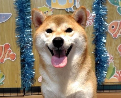 柴犬