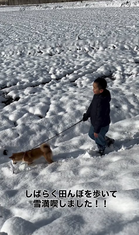 雪の中散歩する柴犬