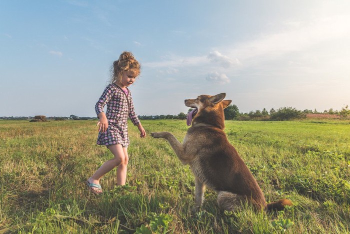 小さな女の子にお手をする犬