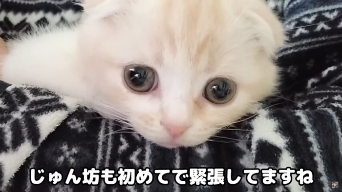 子猫もきたよ！