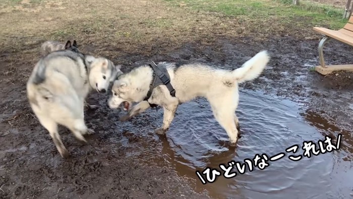 豪快なワンプロを繰り広げる2匹