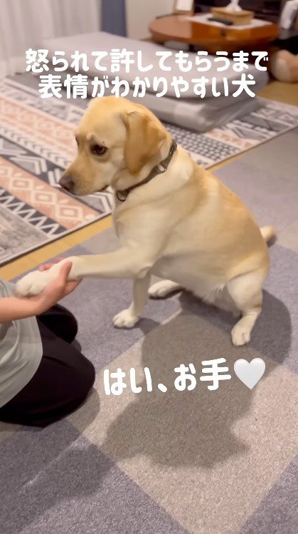 女性に手をする犬