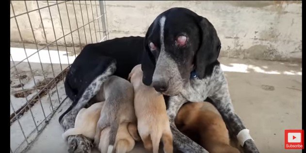 全盲の母犬と子犬たち