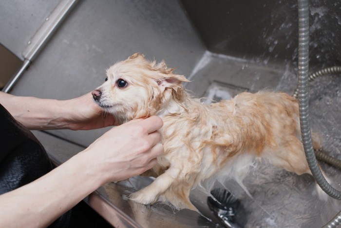 お風呂場で体を洗う犬