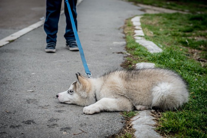 散歩中に地べたに伏せて動かない犬