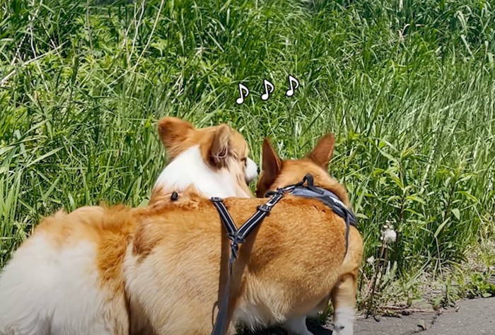 「♪♪♪」と楽しそうな犬達