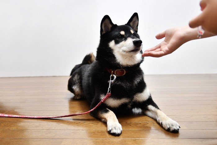 リードをつけて床に座った犬