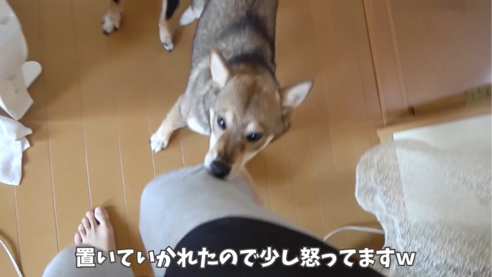 怒る犬