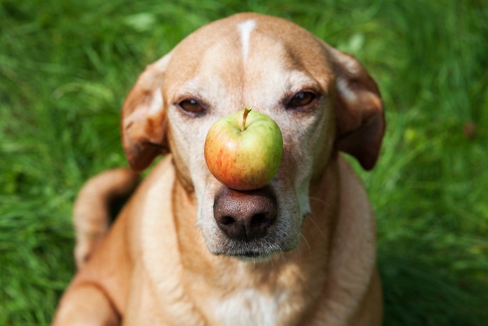 犬とりんご