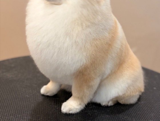 立派に成長
