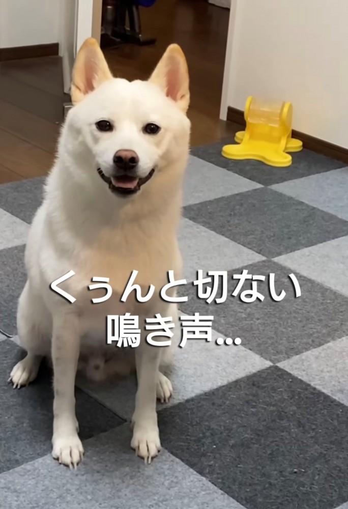 部屋の中でおすわりする犬