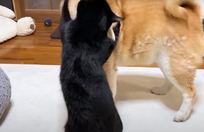 犬に掴みかかる黒猫