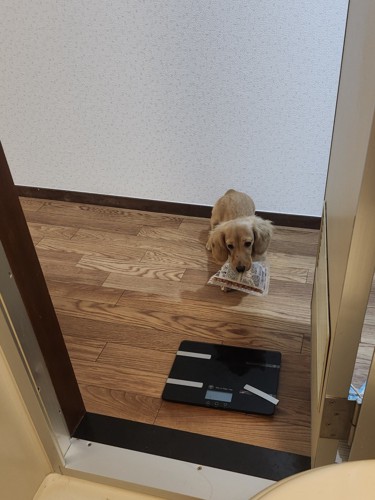 ドア