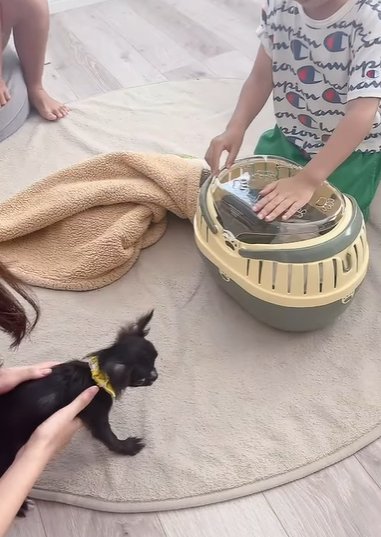 クレートから出されたチワワの子犬