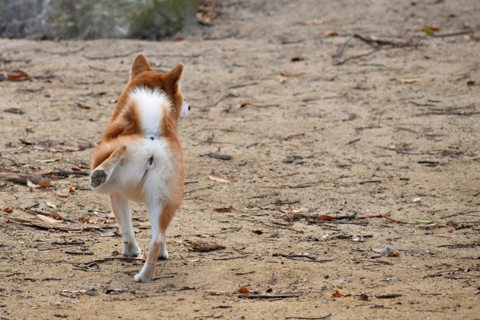 後ろ足で蹴り上げる柴犬