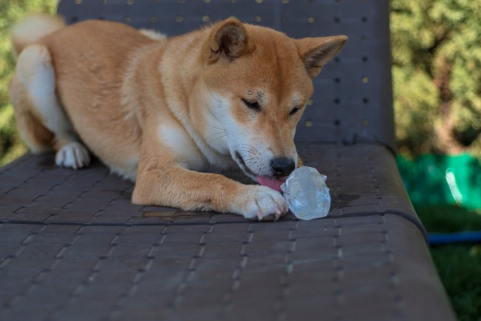 氷を舐める柴犬