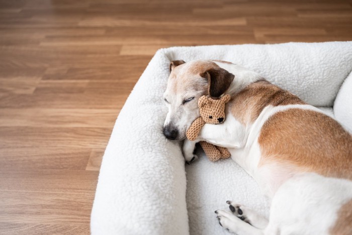 ぬいぐるみを抱いて眠る子犬