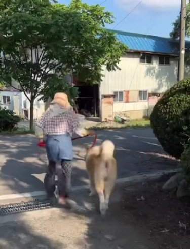 お散歩をするのが日課