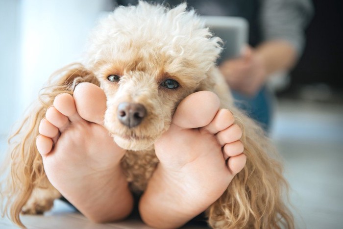 人の足に顔を乗せる犬