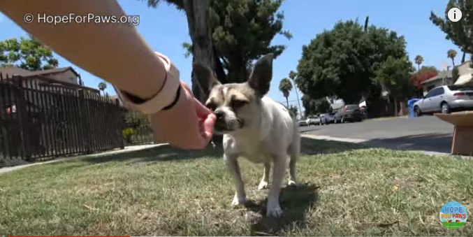 手から食べ物を受け取る犬