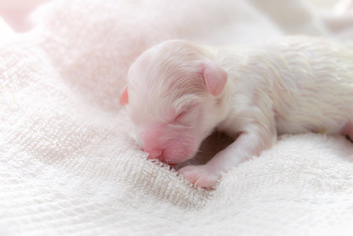 重なって寝ている子犬たち