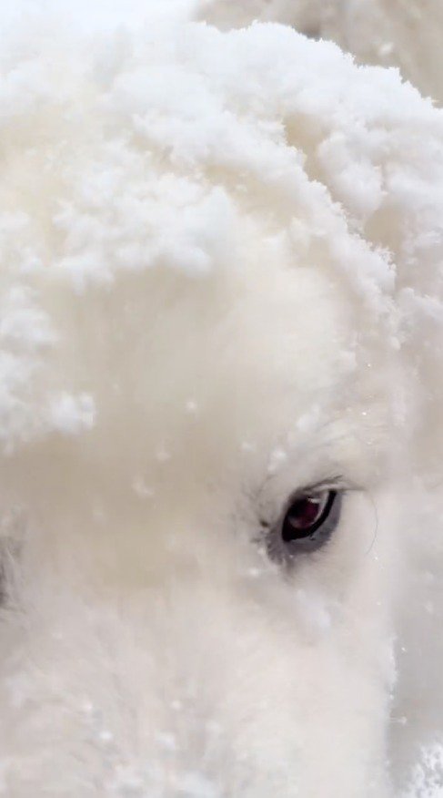 頭に大量の雪が乗っている犬