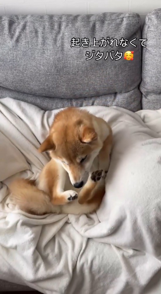 飼い主の足の隙間で身をよじる犬