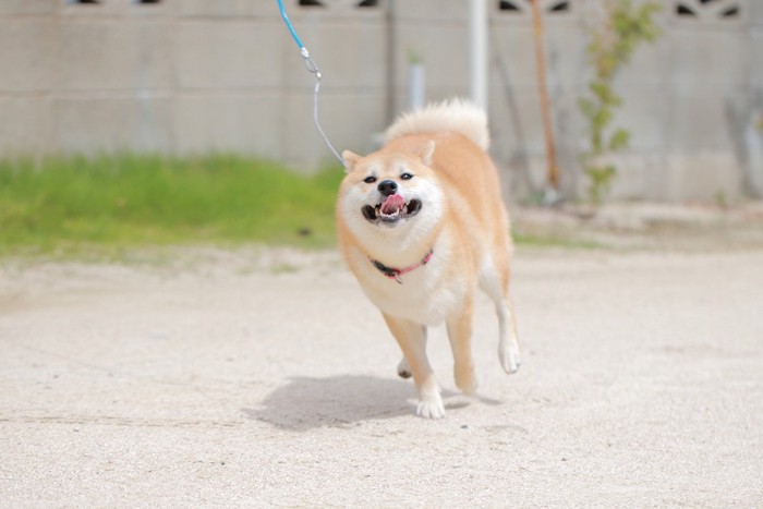 走る柴犬