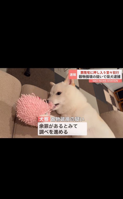 おまめちゃん逮捕のニュース9