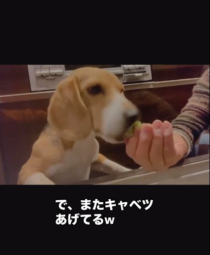 何度もキャベツを食べるきなこちゃん