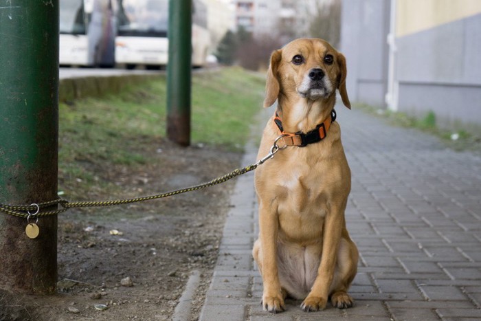 ポールにつながれている犬