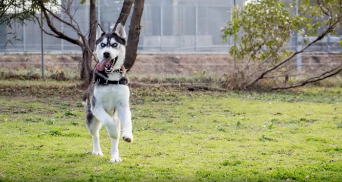 走るハスキー犬