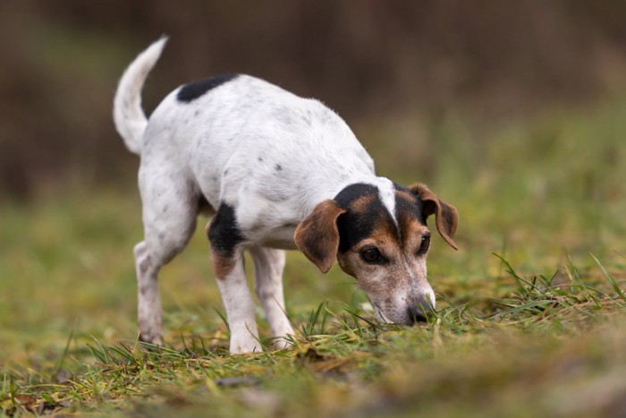 地面のニオイを嗅ぐ犬