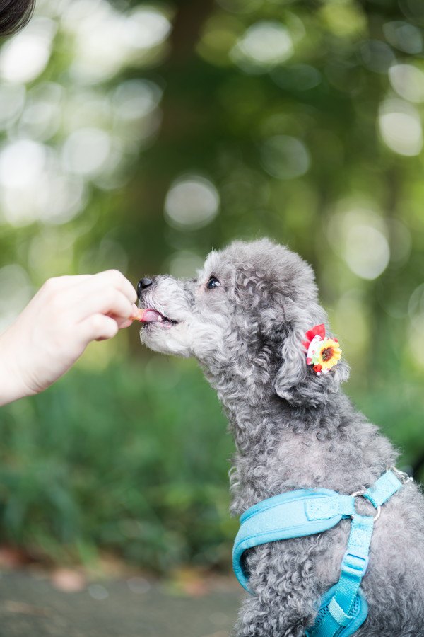 おやつを貰う犬