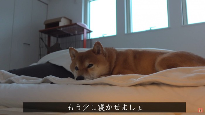 眠そうなハチちゃん